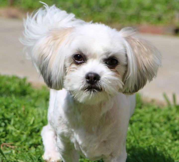 Charlie, an adopted Shih Tzu Mix in Charles Town, WV_image-5