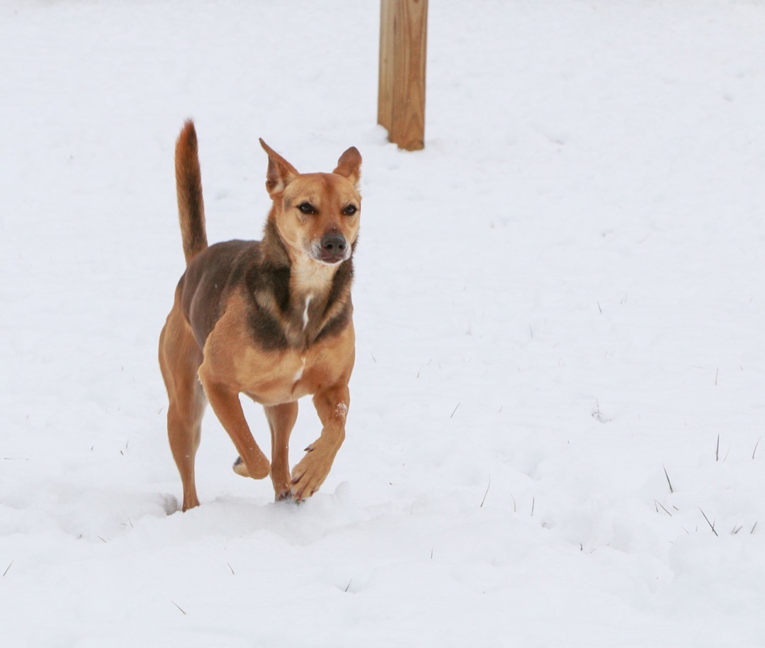 Ian, an adoptable Ibizan Hound, Mixed Breed in Charles Town, WV, 25414 | Photo Image 2