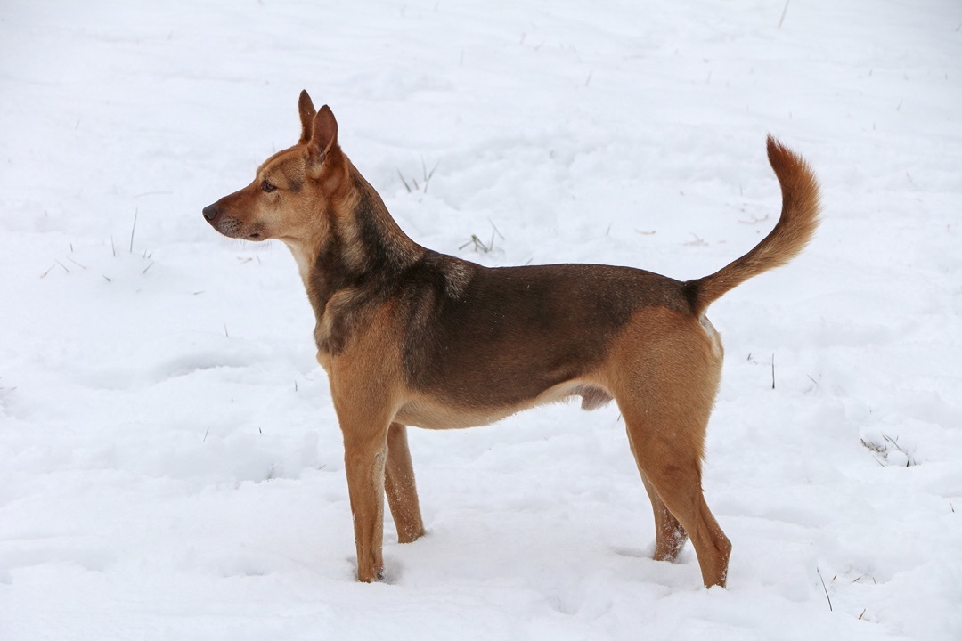 Ian, an adoptable Ibizan Hound, Mixed Breed in Charles Town, WV, 25414 | Photo Image 3