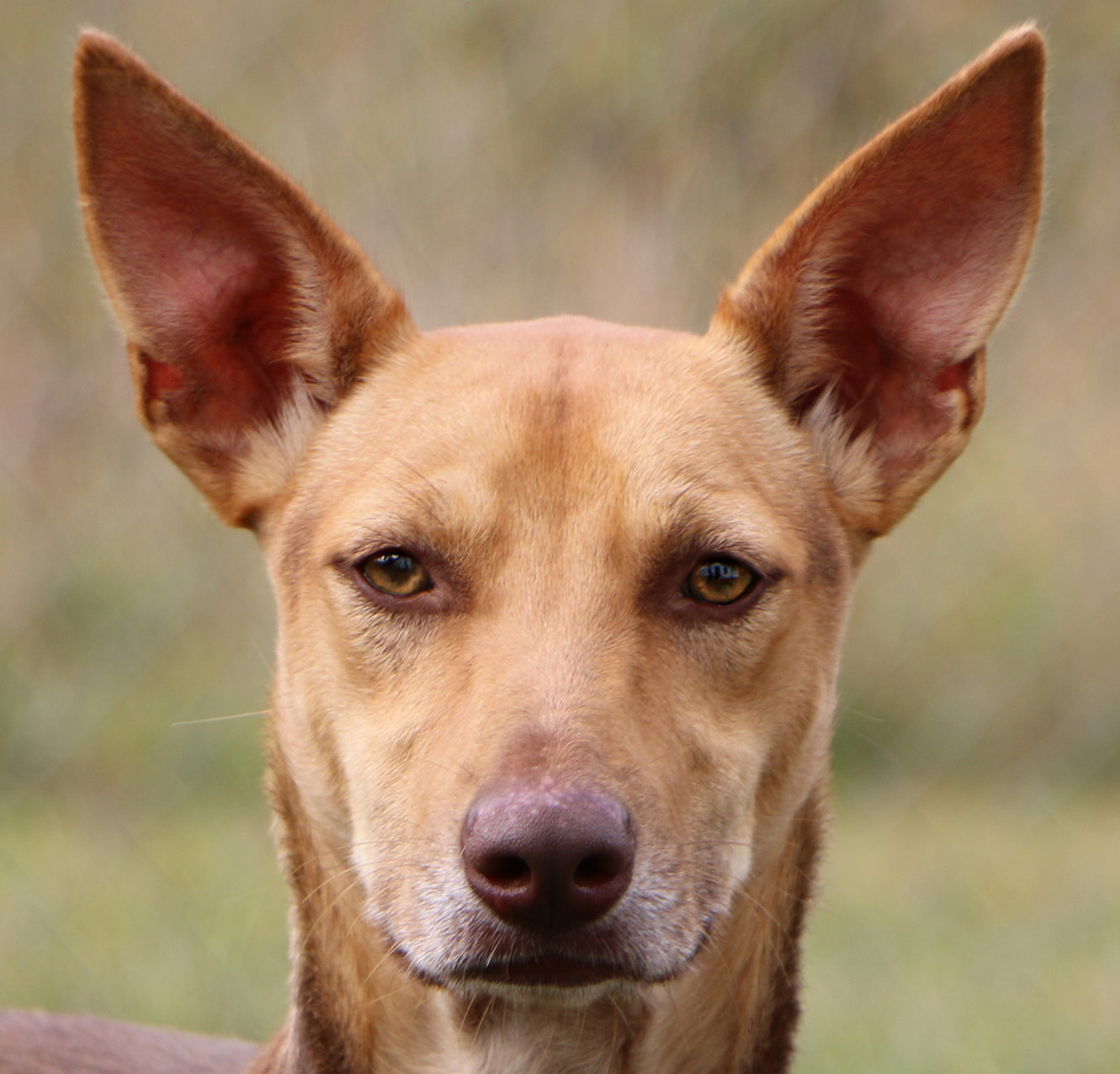Ian, an adoptable Ibizan Hound, Mixed Breed in Charles Town, WV, 25414 | Photo Image 1