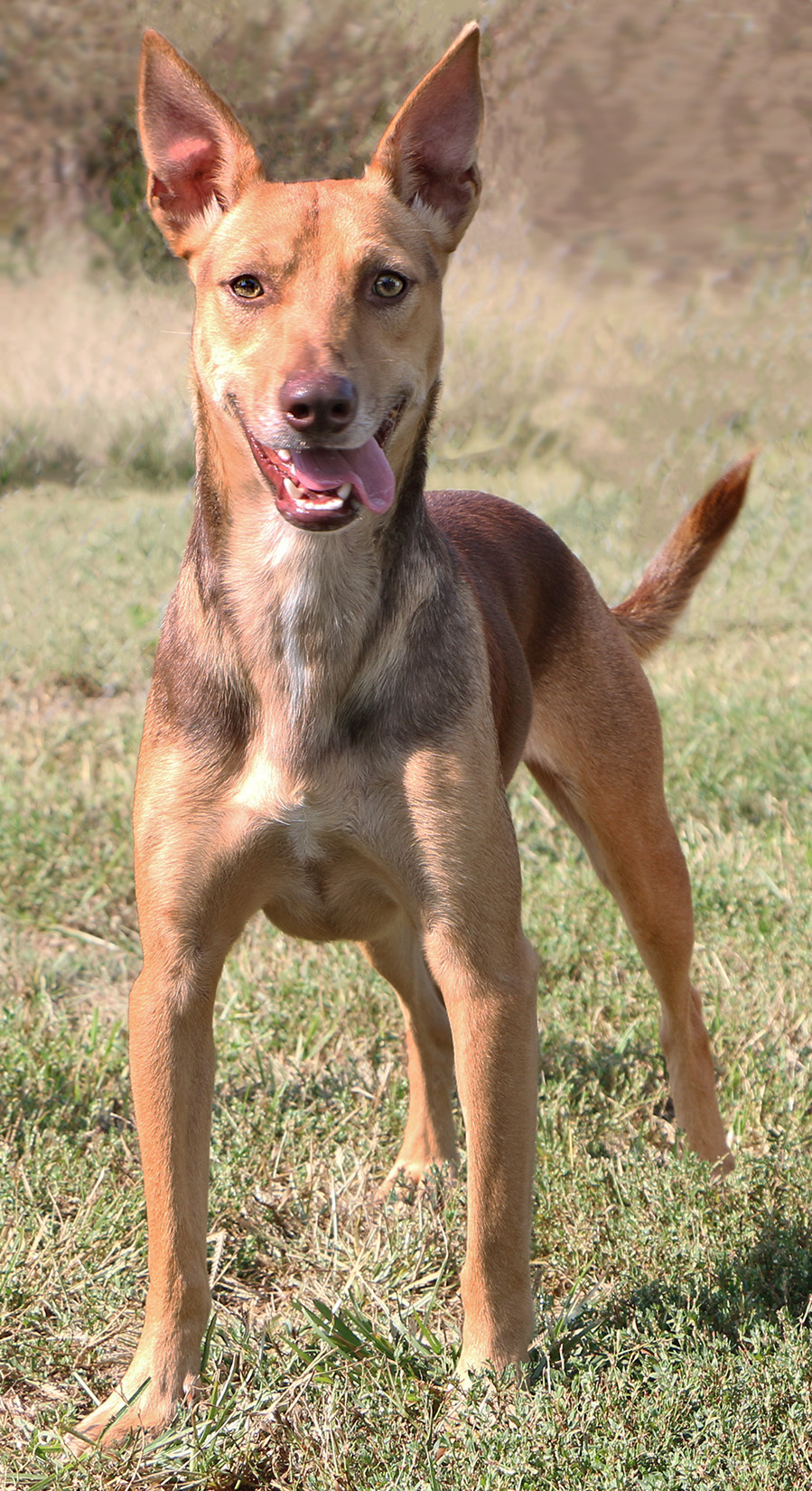 Ian, an adoptable Ibizan Hound, Mixed Breed in Charles Town, WV, 25414 | Photo Image 4