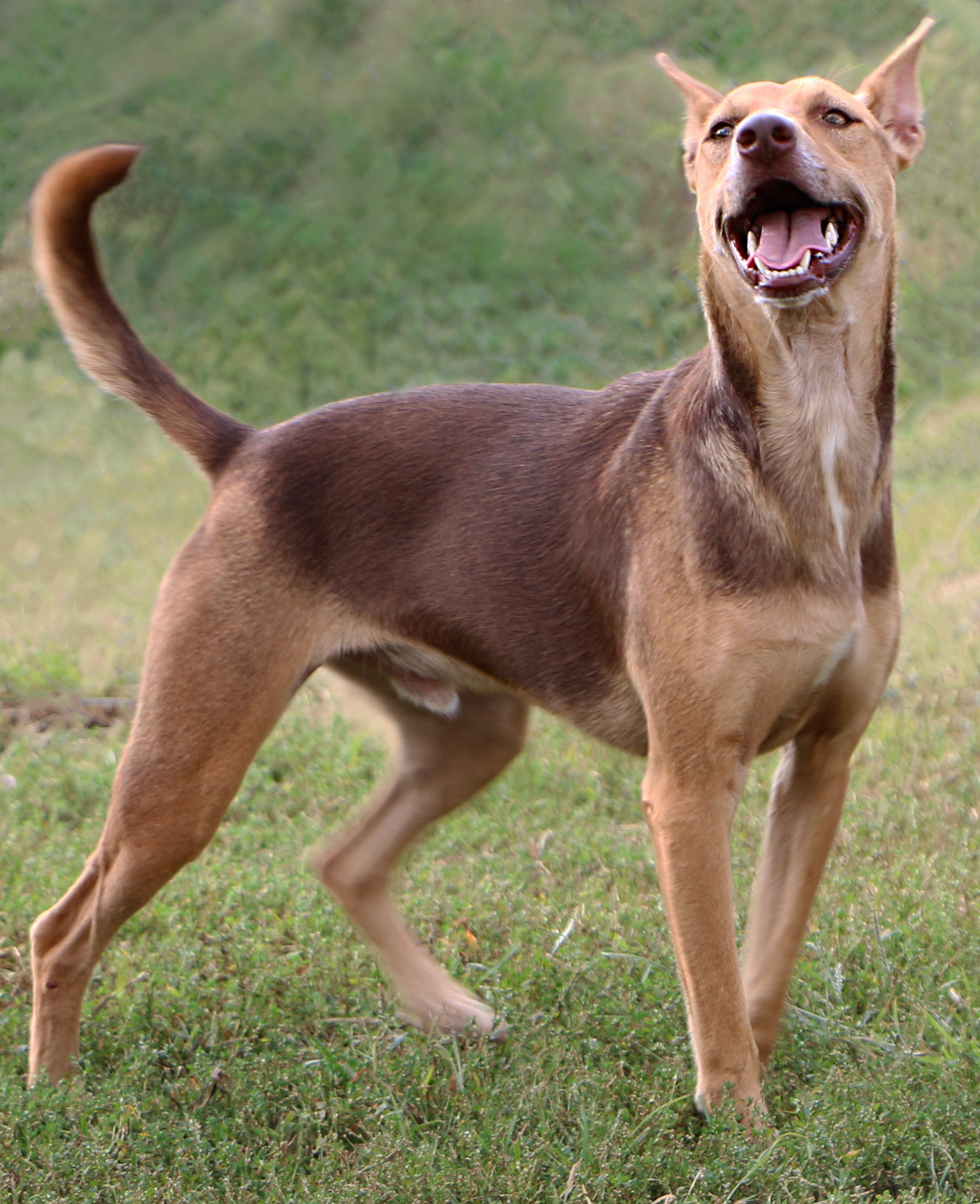 Ian, an adoptable Ibizan Hound, Mixed Breed in Charles Town, WV, 25414 | Photo Image 5