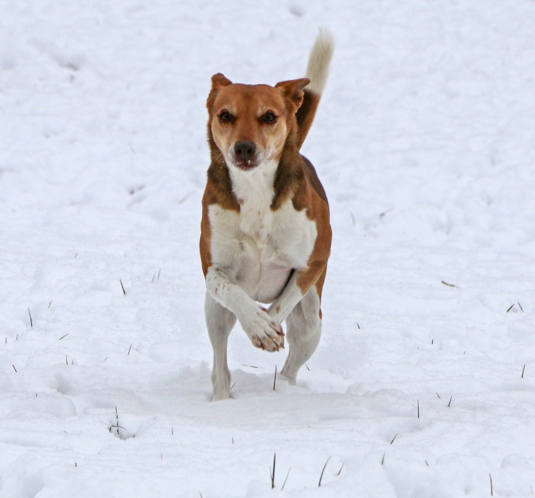 Ingrid, an adoptable Ibizan Hound, Mixed Breed in Charles Town, WV, 25414 | Photo Image 2