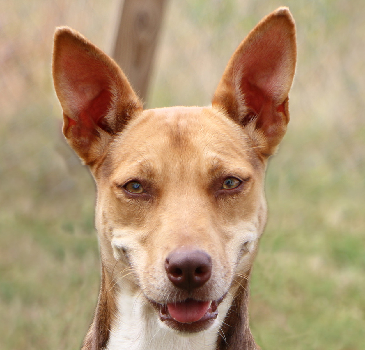 Ingrid, an adoptable Ibizan Hound, Mixed Breed in Charles Town, WV, 25414 | Photo Image 1