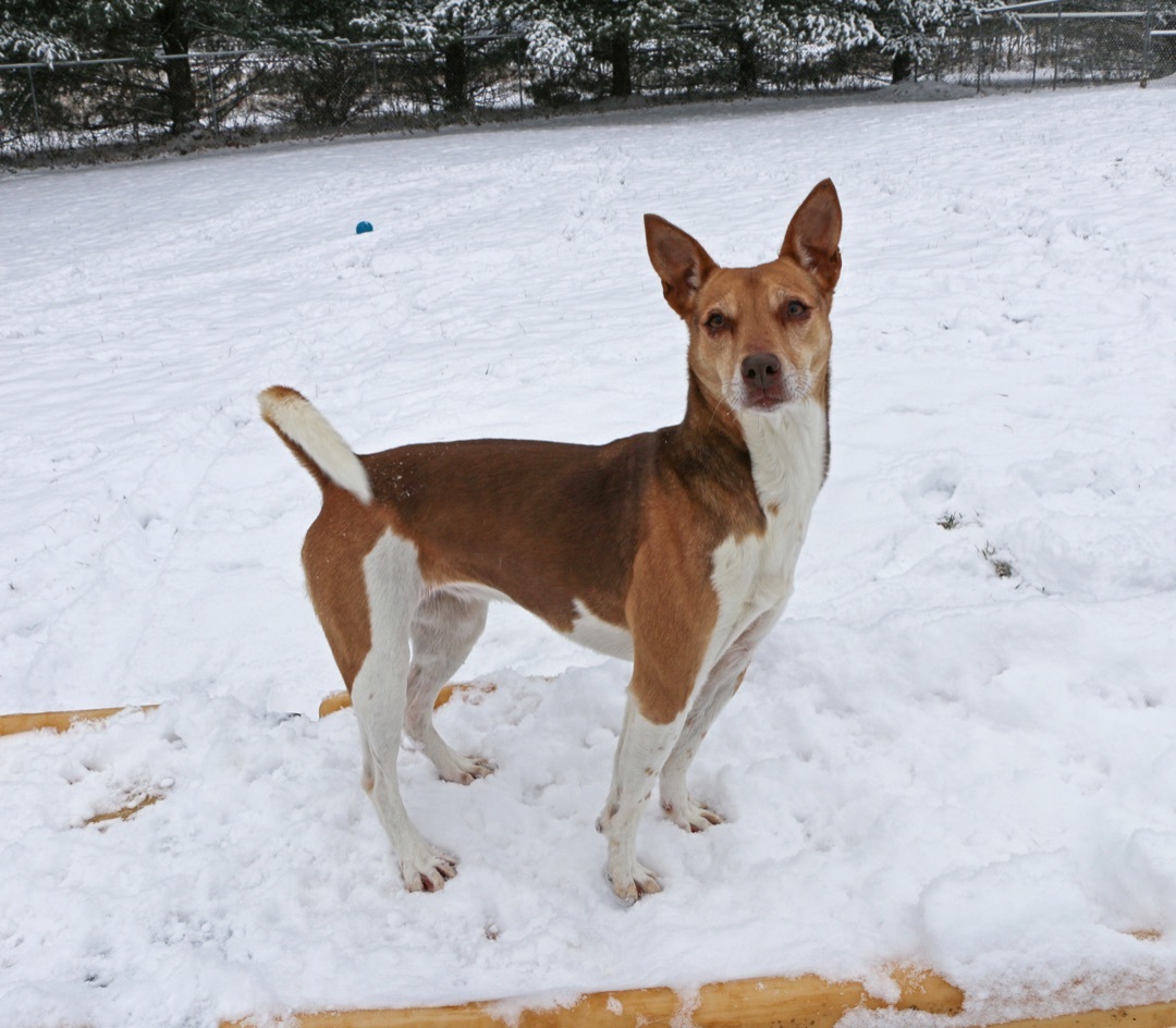 Ingrid, an adoptable Ibizan Hound, Mixed Breed in Charles Town, WV, 25414 | Photo Image 2