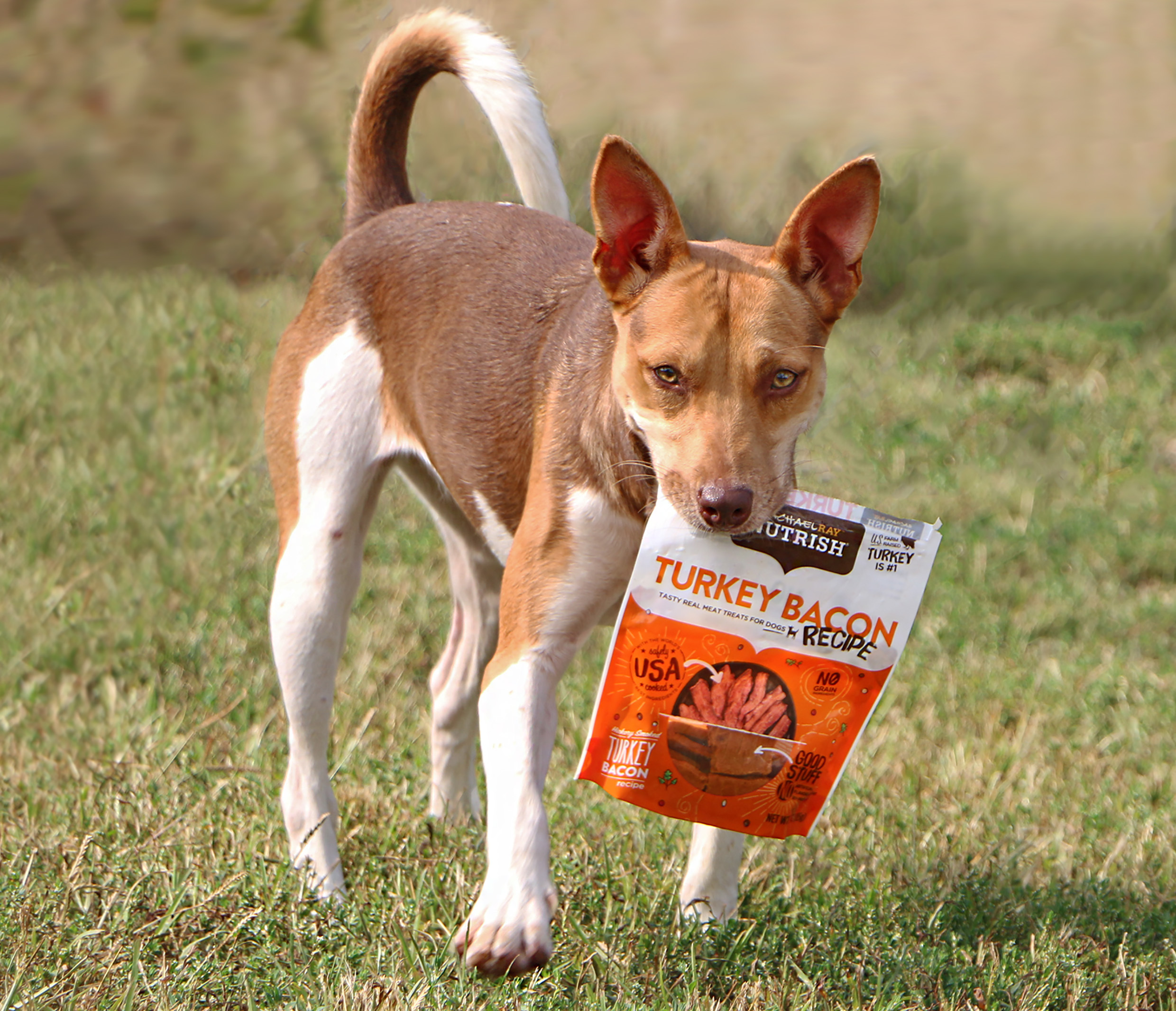 Ingrid, an adoptable Ibizan Hound, Mixed Breed in Charles Town, WV, 25414 | Photo Image 4