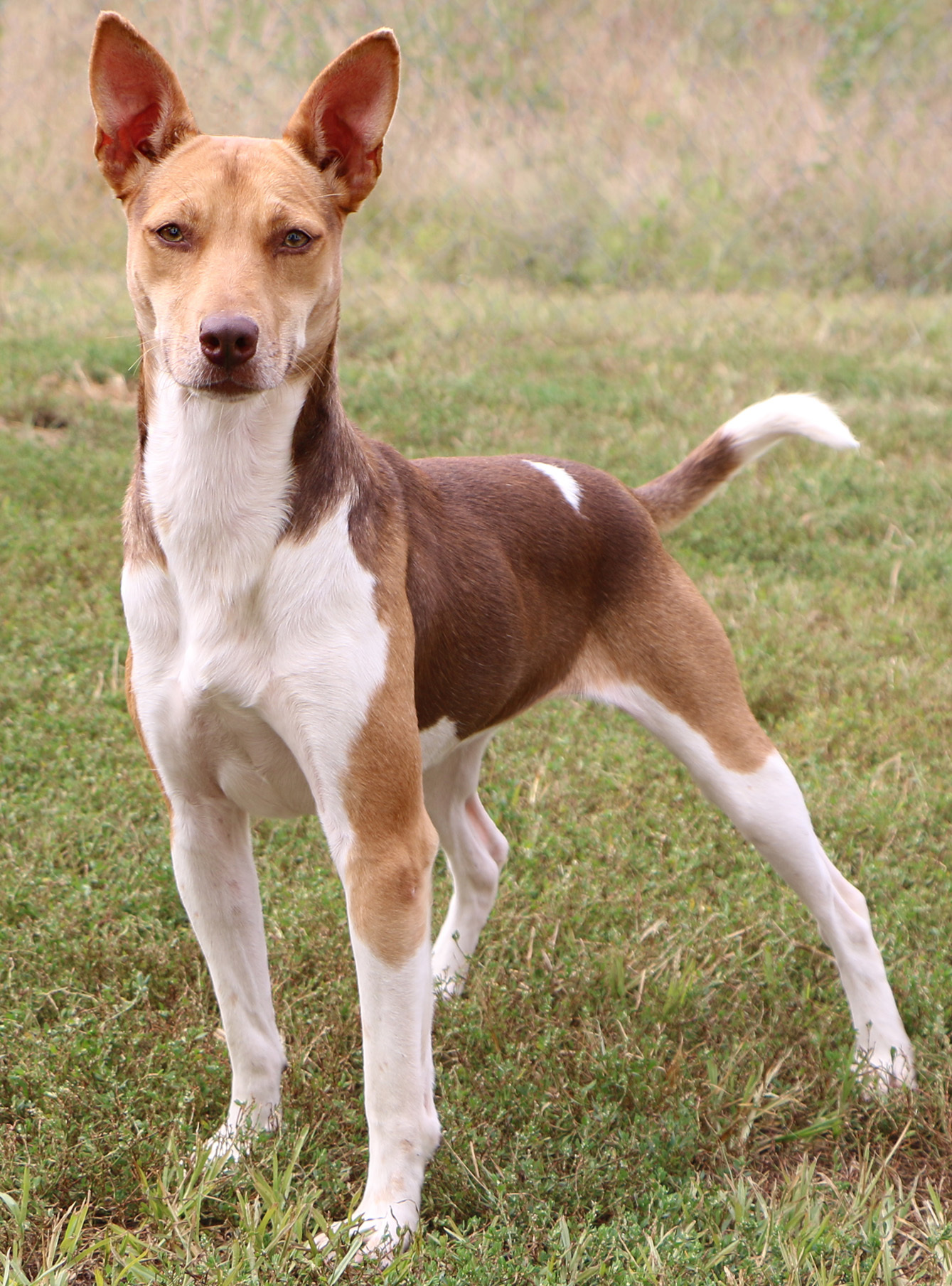 Ingrid, an adoptable Ibizan Hound, Mixed Breed in Charles Town, WV, 25414 | Photo Image 5