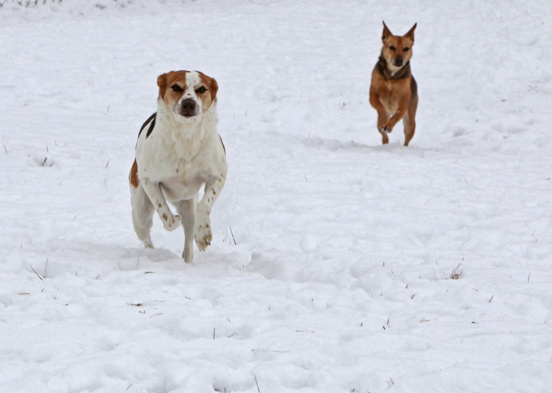 Ireland, an adoptable Ibizan Hound, Mixed Breed in Charles Town, WV, 25414 | Photo Image 2