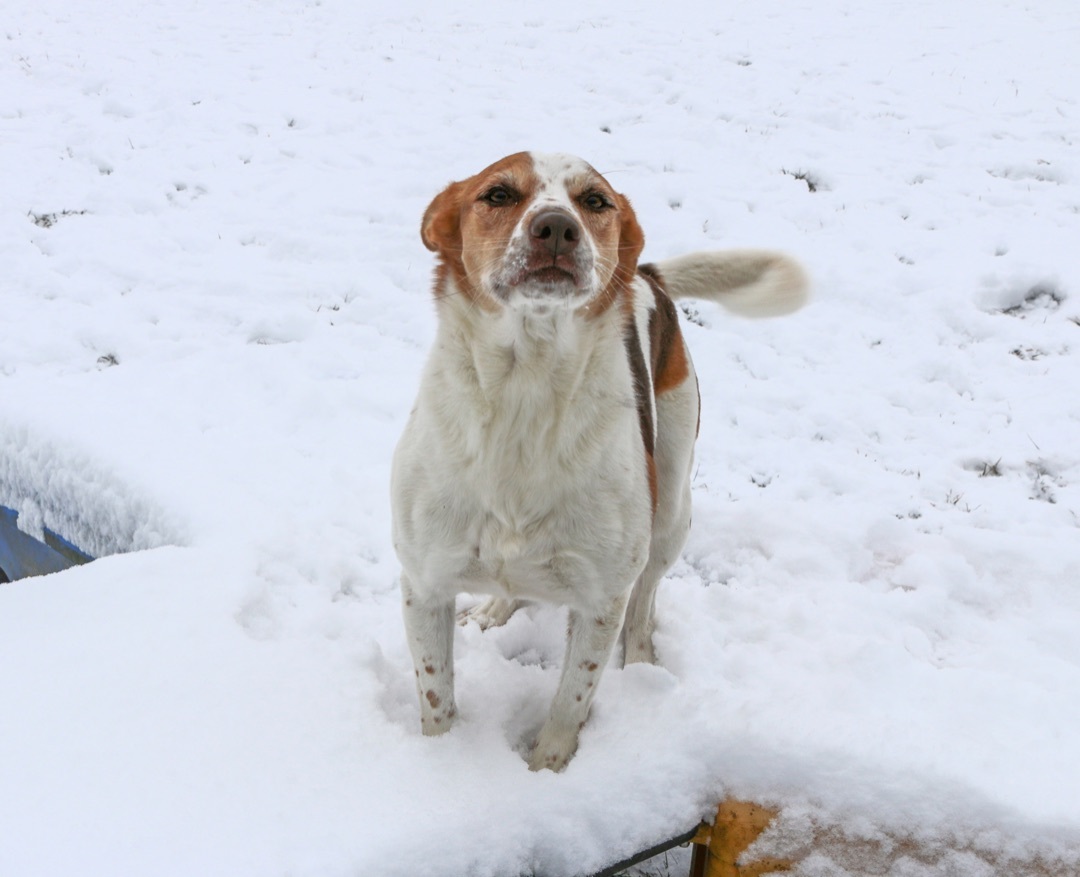 Ireland, an adoptable Ibizan Hound, Mixed Breed in Charles Town, WV, 25414 | Photo Image 3