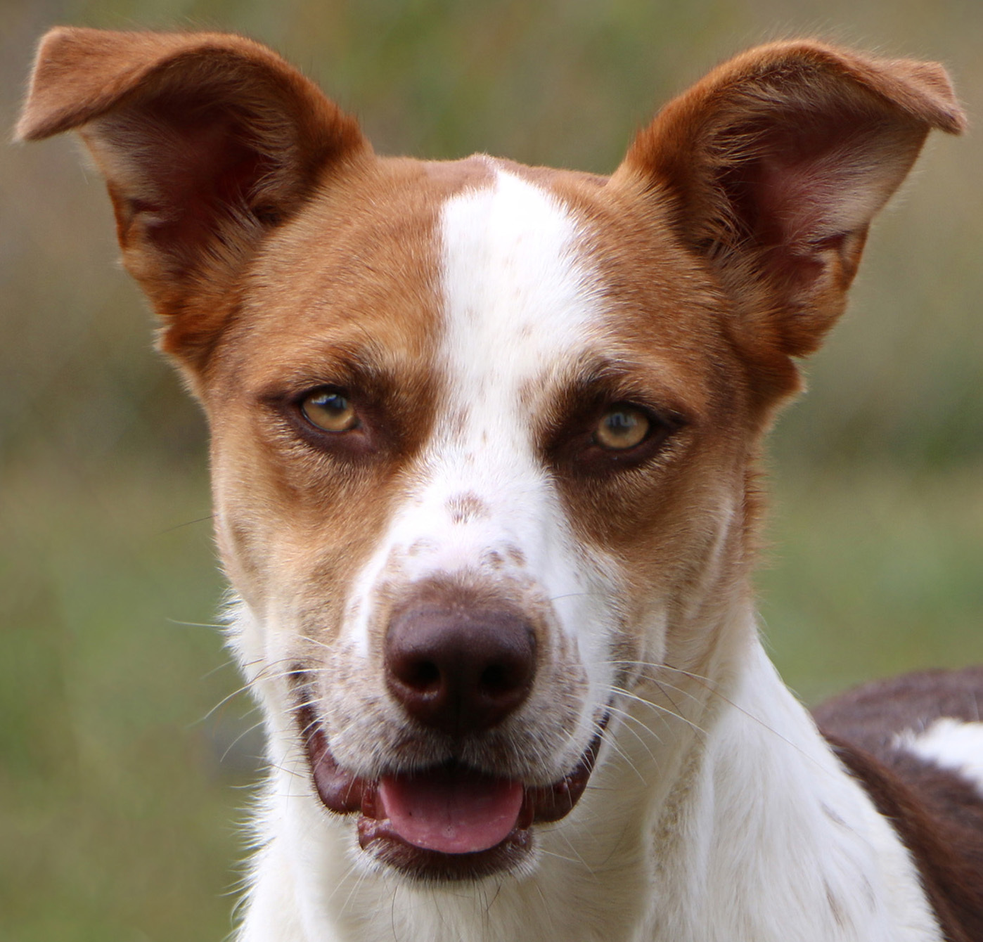 Ireland, an adoptable Ibizan Hound, Mixed Breed in Charles Town, WV, 25414 | Photo Image 1