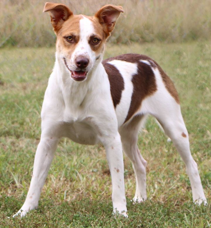 Ireland, an adoptable Ibizan Hound Mix in Charles Town, WV_image-4