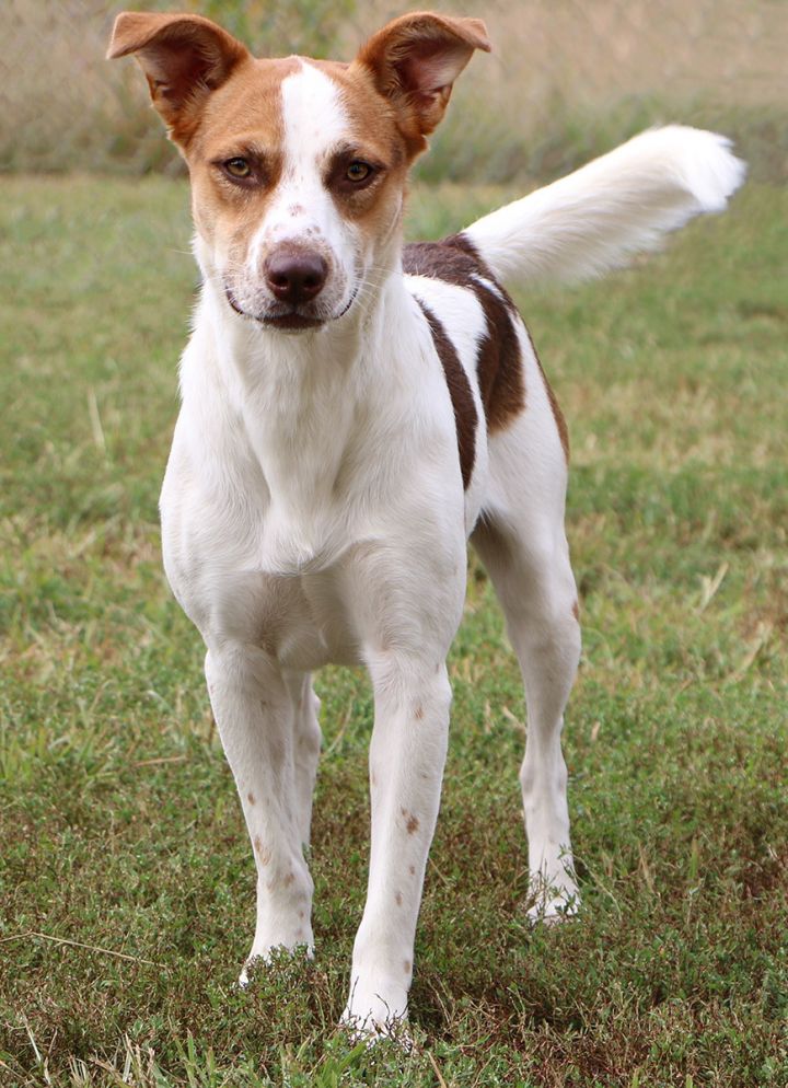 Ireland, an adoptable Ibizan Hound Mix in Charles Town, WV_image-5