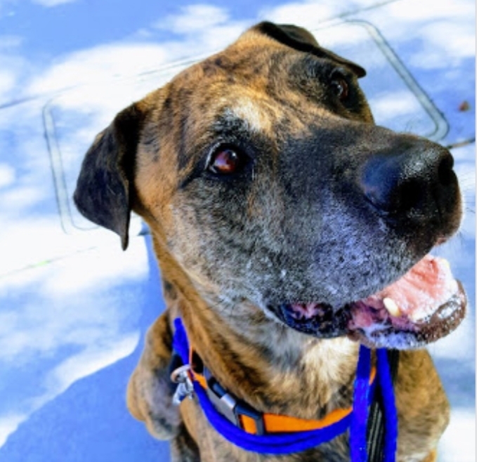 BENTLAY, an adoptable Plott Hound, Catahoula Leopard Dog in Las Vegas, NV, 89147 | Photo Image 2