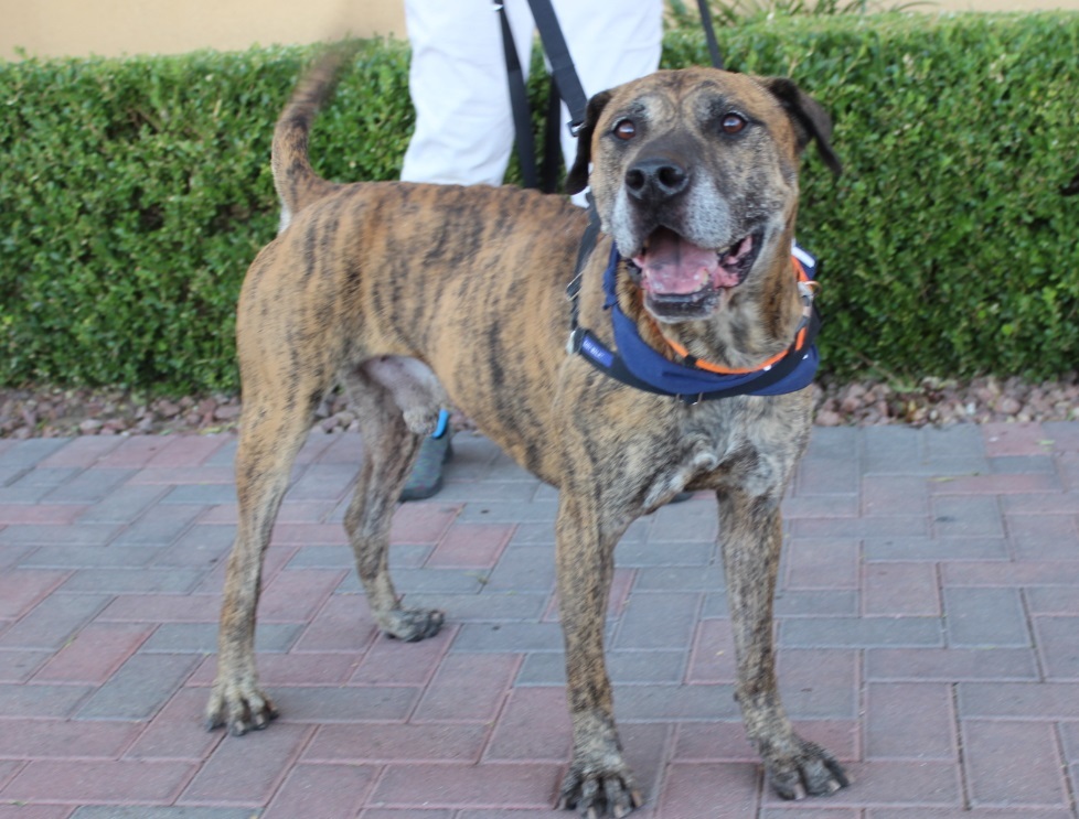 BENTLAY, an adoptable Plott Hound, Catahoula Leopard Dog in Las Vegas, NV, 89147 | Photo Image 3