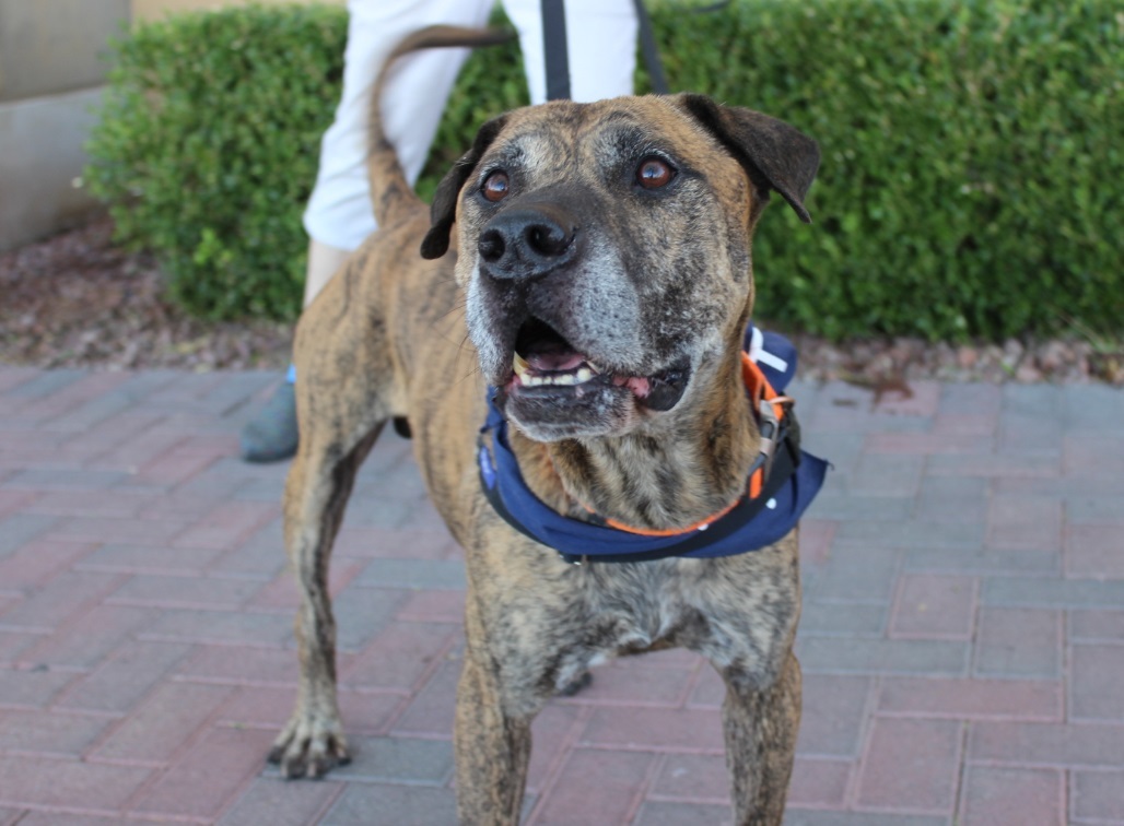 BENTLAY, an adoptable Plott Hound, Catahoula Leopard Dog in Las Vegas, NV, 89147 | Photo Image 1
