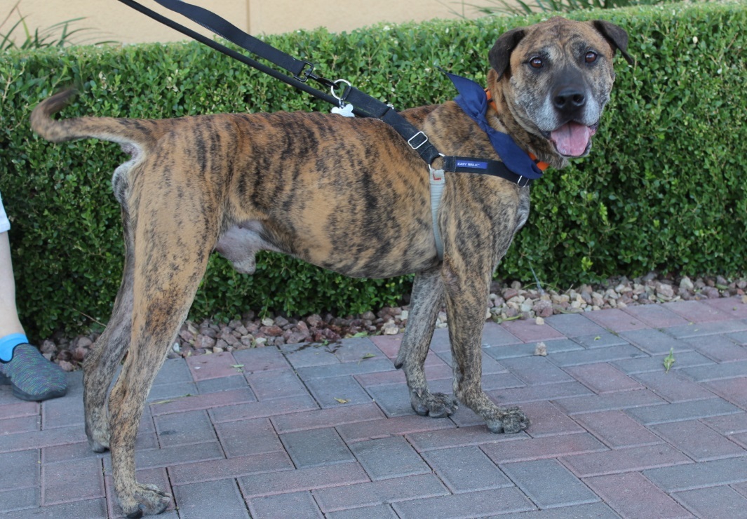 BENTLAY, an adoptable Plott Hound, Catahoula Leopard Dog in Las Vegas, NV, 89147 | Photo Image 4