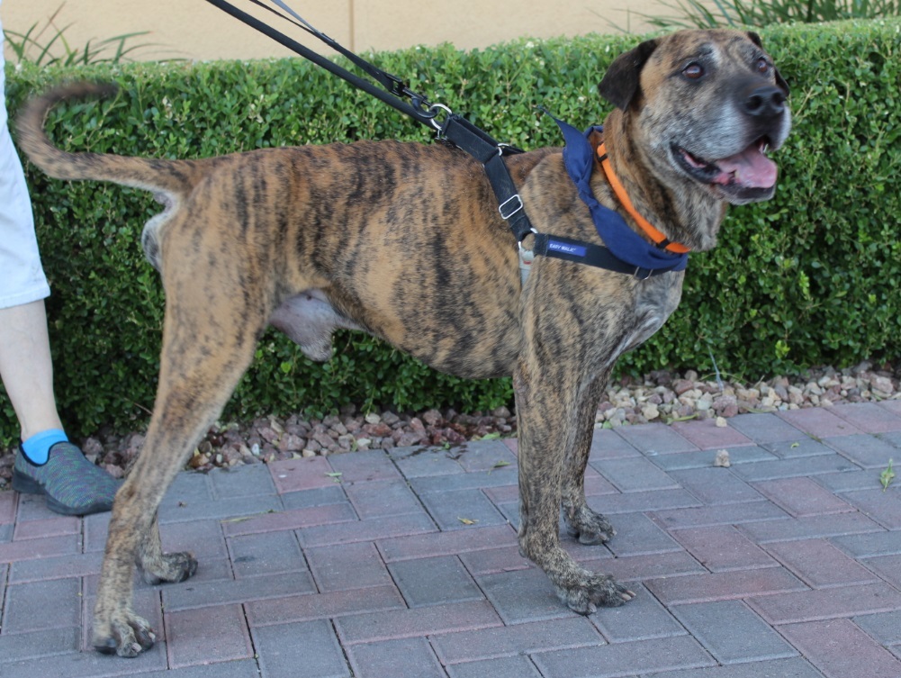 BENTLAY, an adoptable Plott Hound, Catahoula Leopard Dog in Las Vegas, NV, 89147 | Photo Image 5