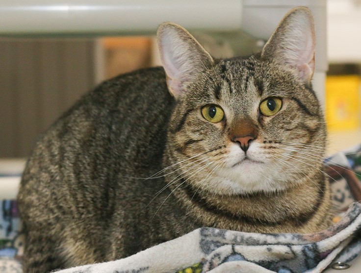 Savannah, an adoptable Domestic Short Hair in Powell, OH, 43065 | Photo Image 3