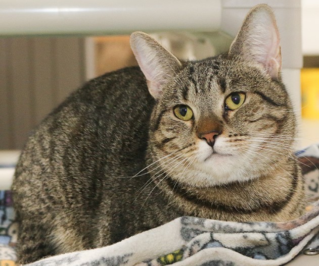 Savannah, an adoptable Domestic Short Hair in Powell, OH, 43065 | Photo Image 4