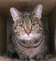 Savannah, an adoptable Domestic Short Hair in Powell, OH, 43065 | Photo Image 5