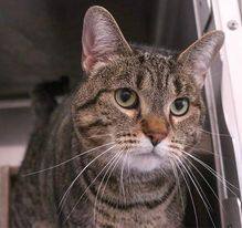 Savannah, an adoptable Domestic Short Hair in Powell, OH, 43065 | Photo Image 6