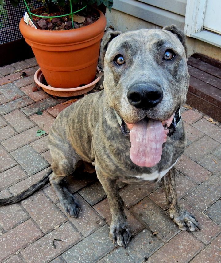 Dog For Adoption Marmalade A Cane Corso Presa Canario