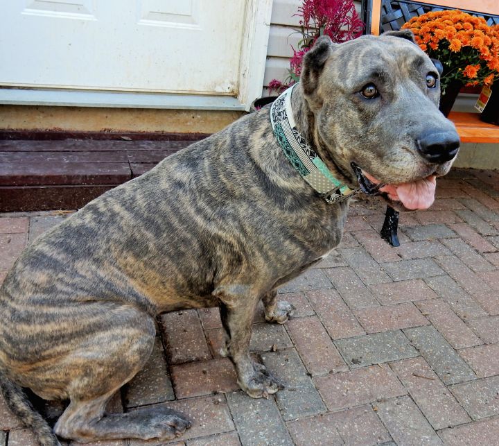 Dog For Adoption Marmalade A Cane Corso Presa Canario