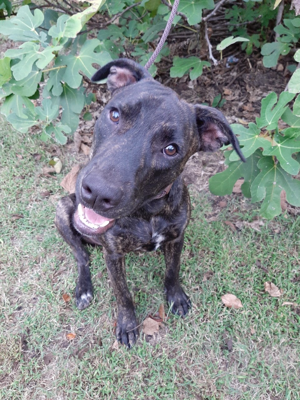 Darth, an adoptable Hound in Winnsboro, SC, 29180 | Photo Image 1