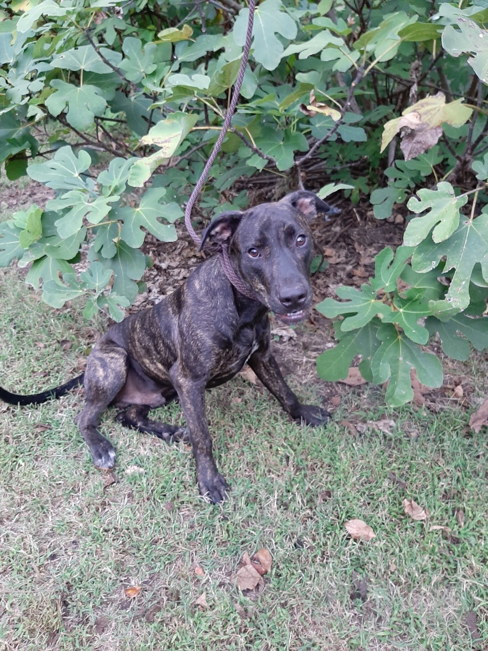 Darth, an adoptable Hound in Winnsboro, SC, 29180 | Photo Image 2