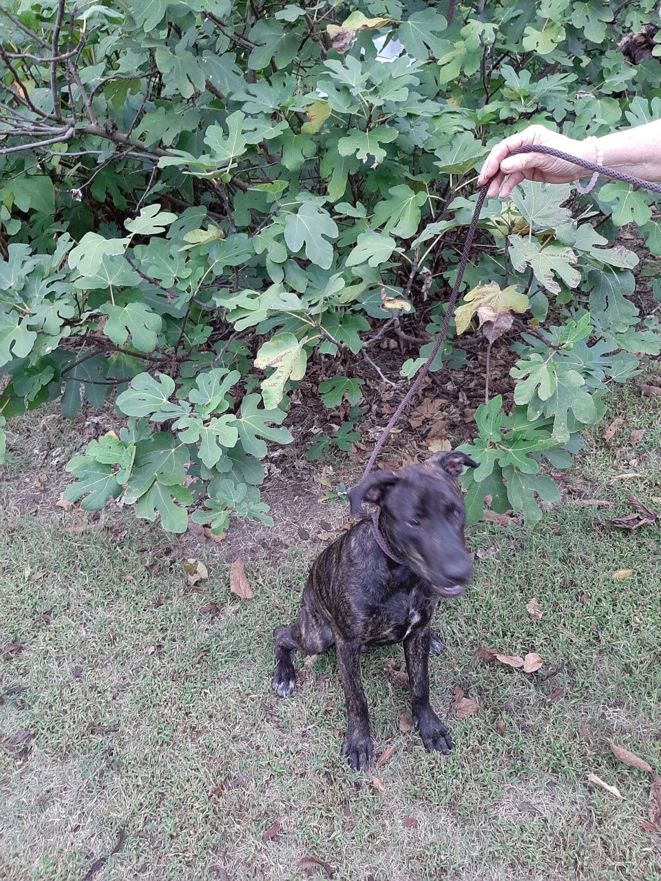 Darth, an adoptable Hound in Winnsboro, SC, 29180 | Photo Image 3