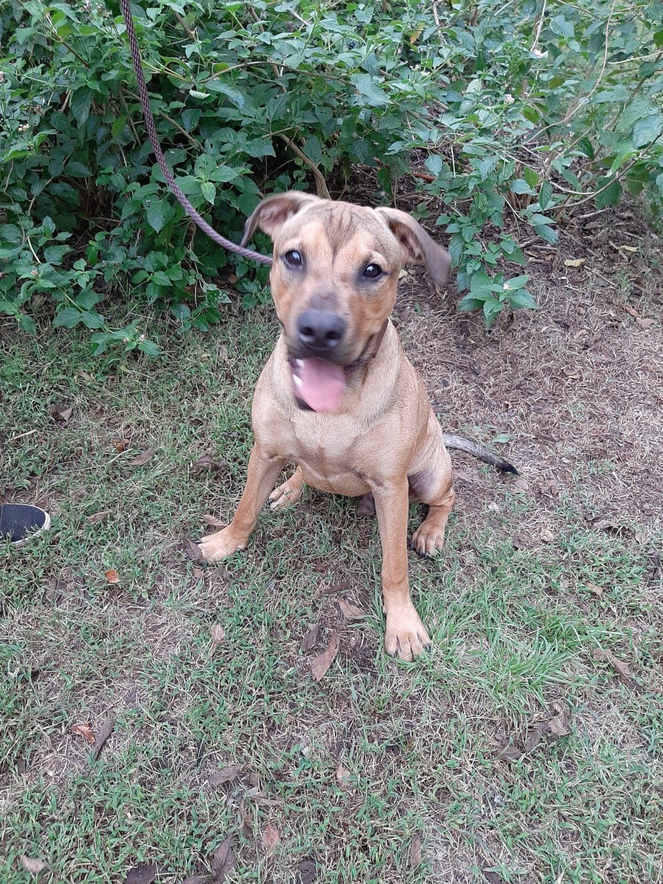 Chewi, an adoptable Hound in Winnsboro, SC, 29180 | Photo Image 1