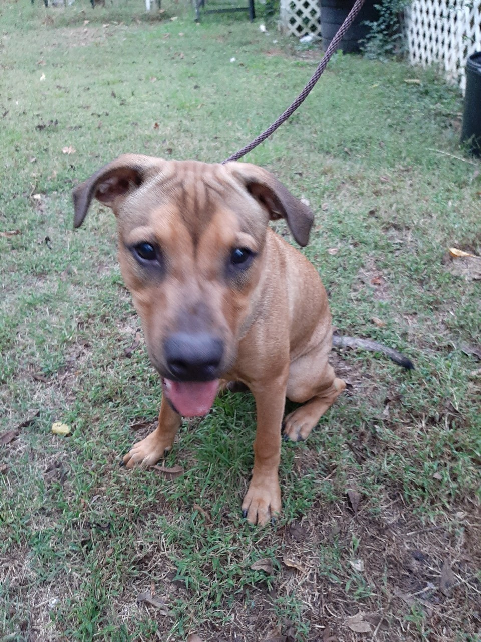 Chewi, an adoptable Hound in Winnsboro, SC, 29180 | Photo Image 2