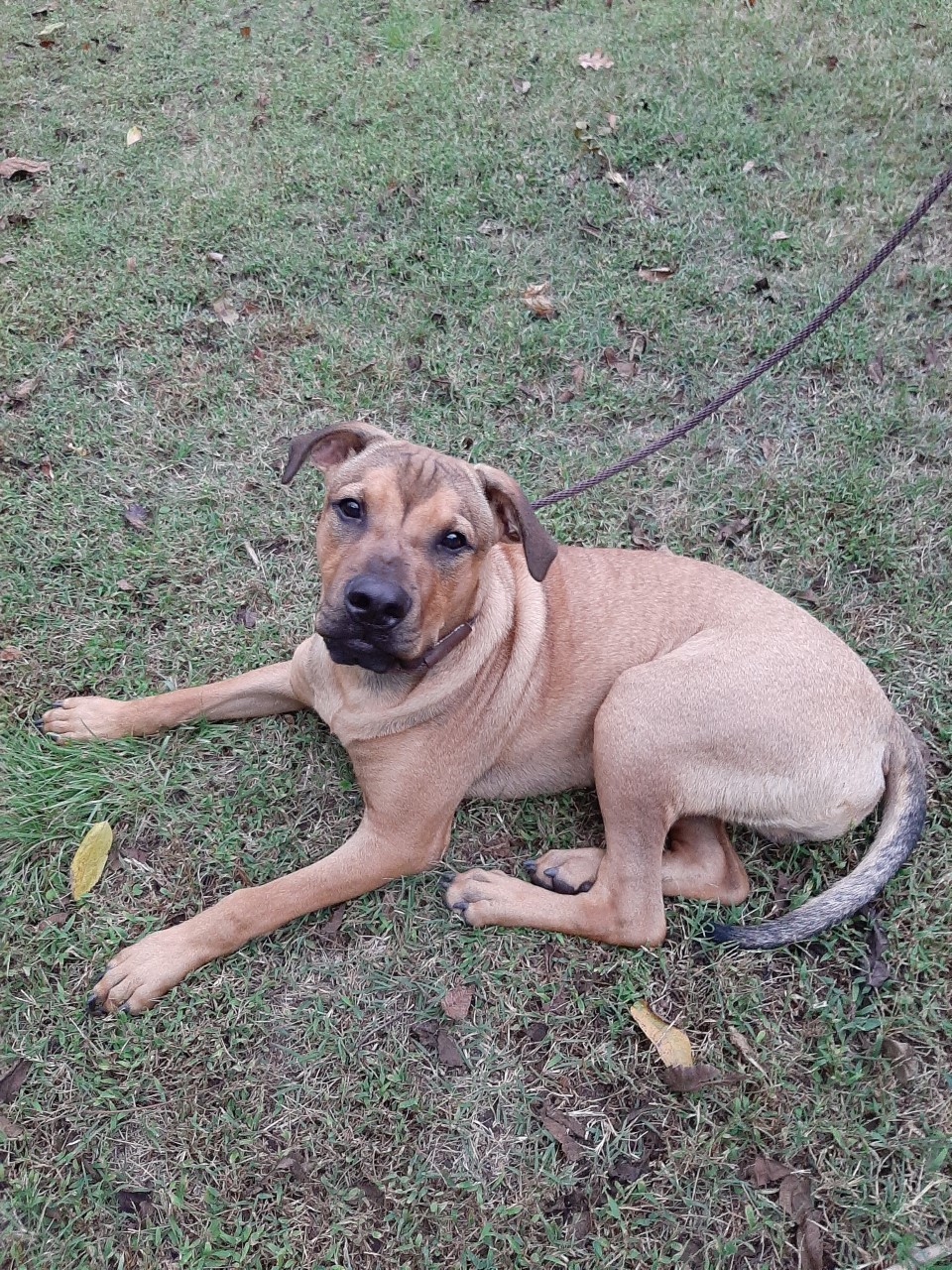 Chewi, an adoptable Hound in Winnsboro, SC, 29180 | Photo Image 3