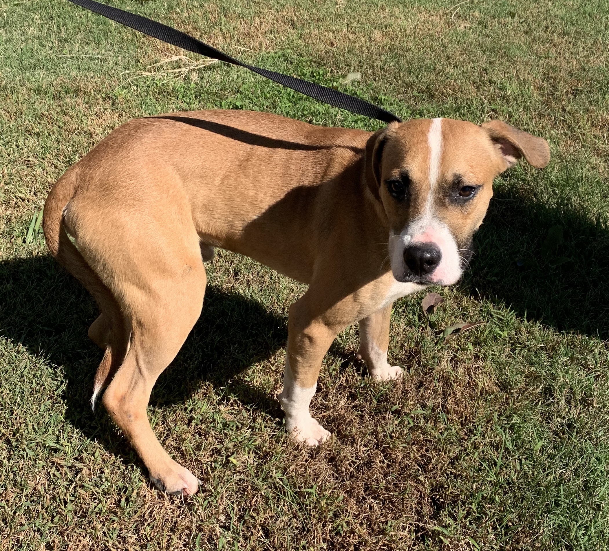 Cracker, an adoptable Black Mouth Cur, Boxer in Newport, AR, 72112 | Photo Image 3