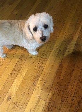 Cosmos, an adoptable Havanese in Lake Ronkonkoma, NY, 11779 | Photo Image 1