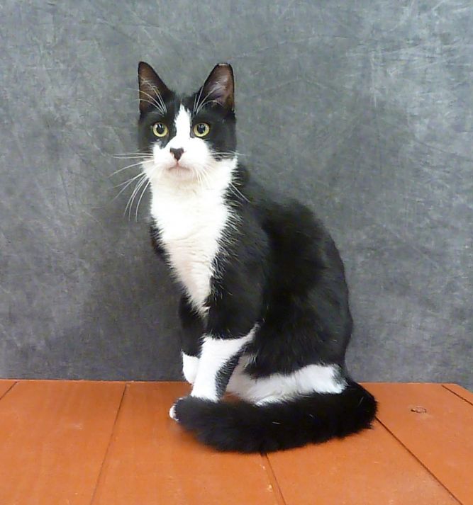 Cat for adoption - Heartman - Perfect Tuxedo!, a Tuxedo ...