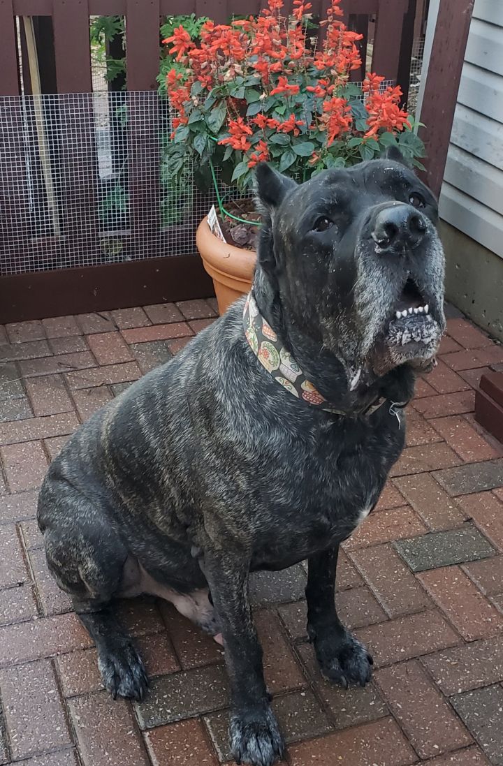 Dog For Adoption Duke A Cane Corso In Ofallon Mo