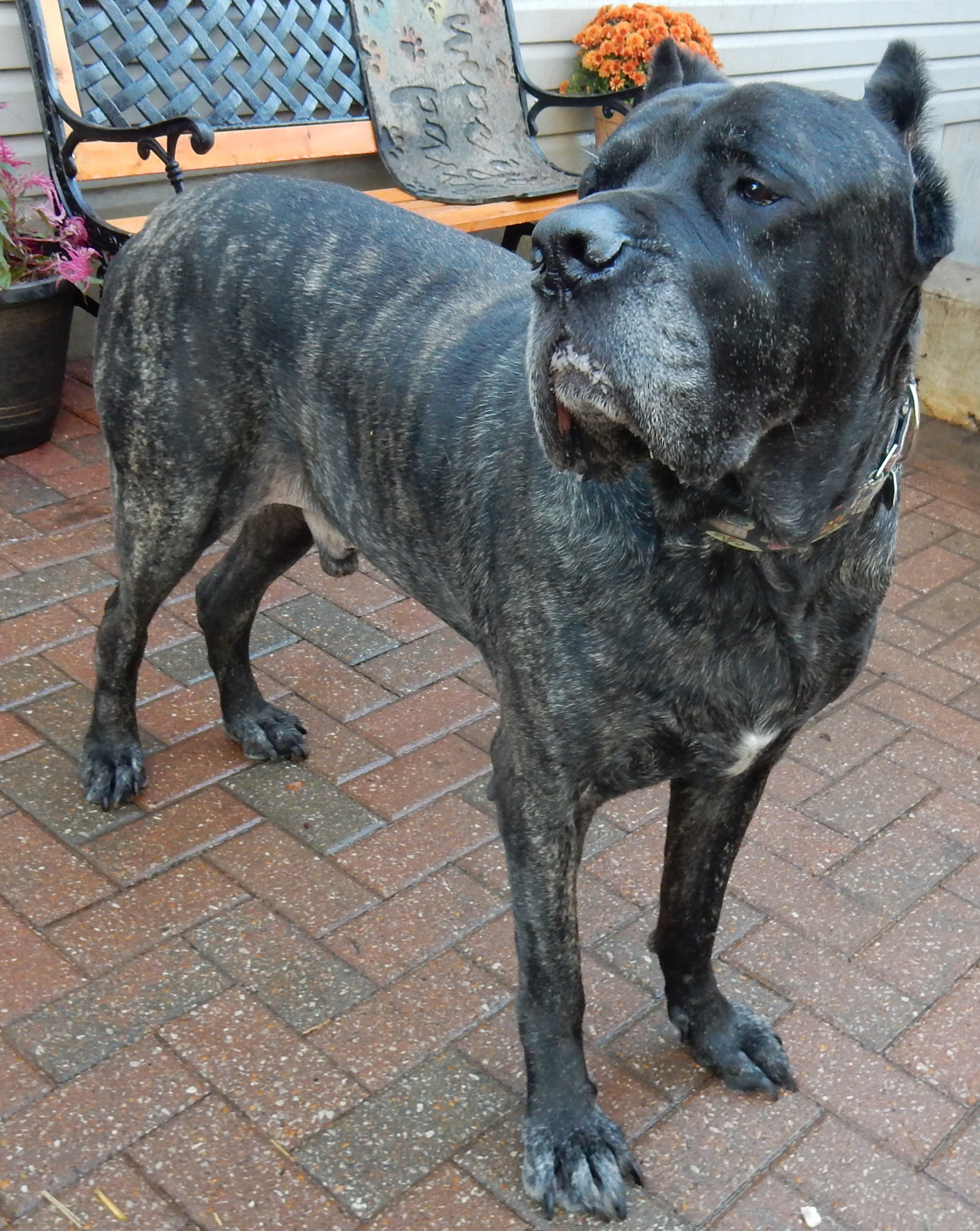 Duke, an adoptable Cane Corso in O'Fallon, MO, 63366 | Photo Image 4