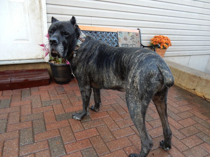 Dog For Adoption Duke A Cane Corso In Ofallon Mo