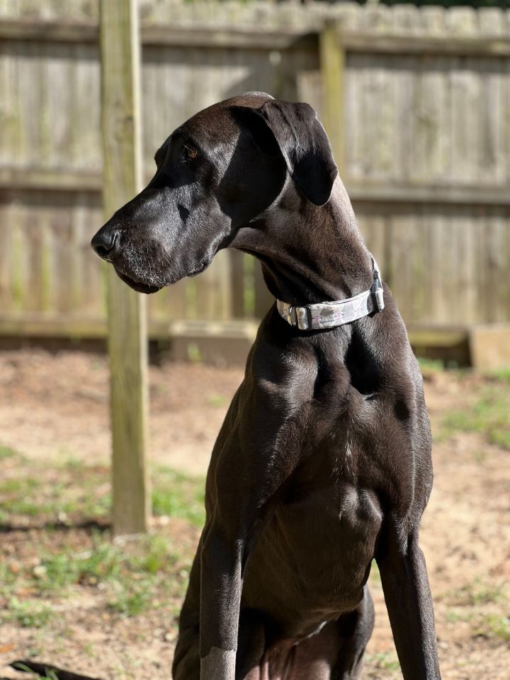 Midnight, an adoptable Great Dane in Pensacola, FL_image-1