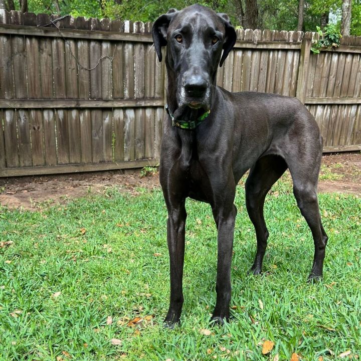 Midnight, an adoptable Great Dane in Pensacola, FL_image-3