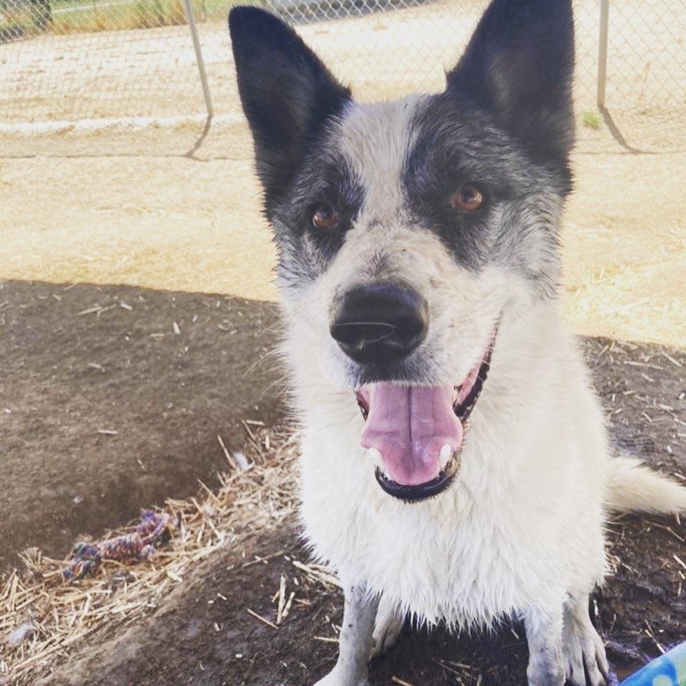 Spot, an adoptable Australian Cattle Dog / Blue Heeler in Romoland, CA, 92585 | Photo Image 1