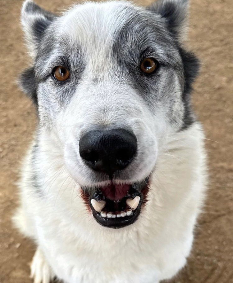 Spot, an adoptable Australian Cattle Dog / Blue Heeler in Romoland, CA, 92585 | Photo Image 1