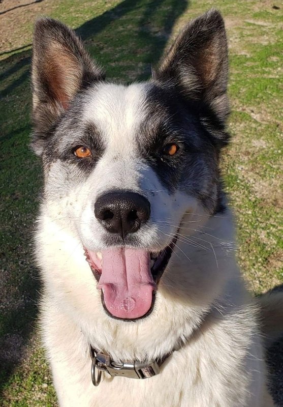 Spot, an adoptable Australian Cattle Dog / Blue Heeler in Romoland, CA, 92585 | Photo Image 2