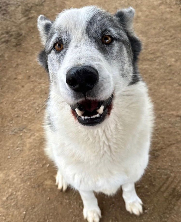 Spot, an adoptable Australian Cattle Dog / Blue Heeler in Romoland, CA, 92585 | Photo Image 2