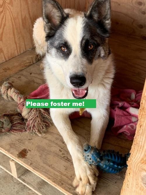 Spot, an adoptable Australian Cattle Dog / Blue Heeler in Romoland, CA, 92585 | Photo Image 3