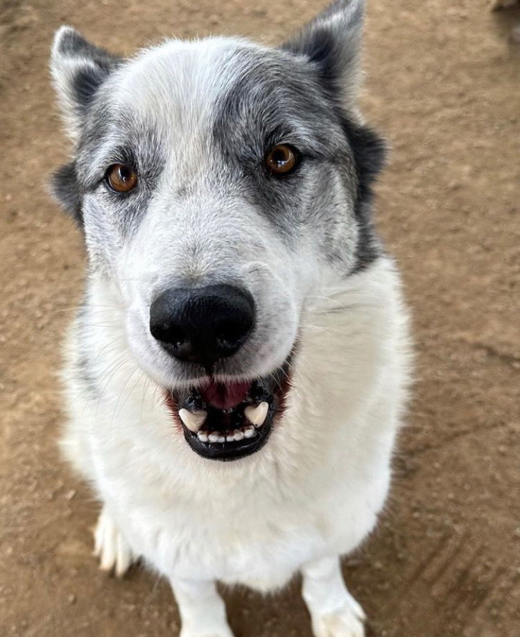 Spot, an adoptable Australian Cattle Dog / Blue Heeler in Romoland, CA, 92585 | Photo Image 3