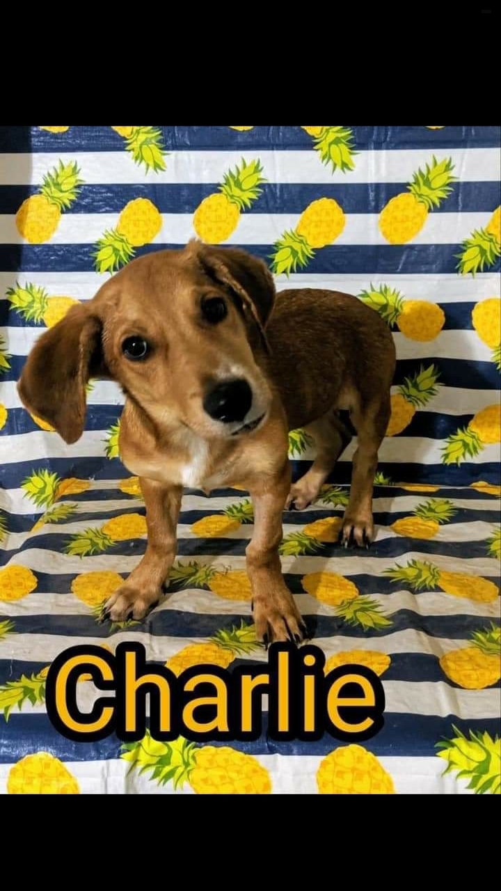 Charlie ADOPTED 2