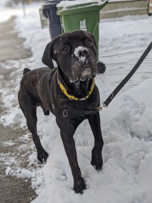 Dog For Adoption Muchacho A Cane Corso Mix In Scarborough