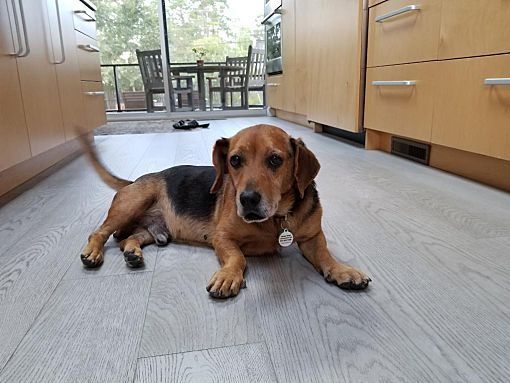 Freddie, an adoptable Beagle & Basset Hound Mix in Wilmington, NC_image-2